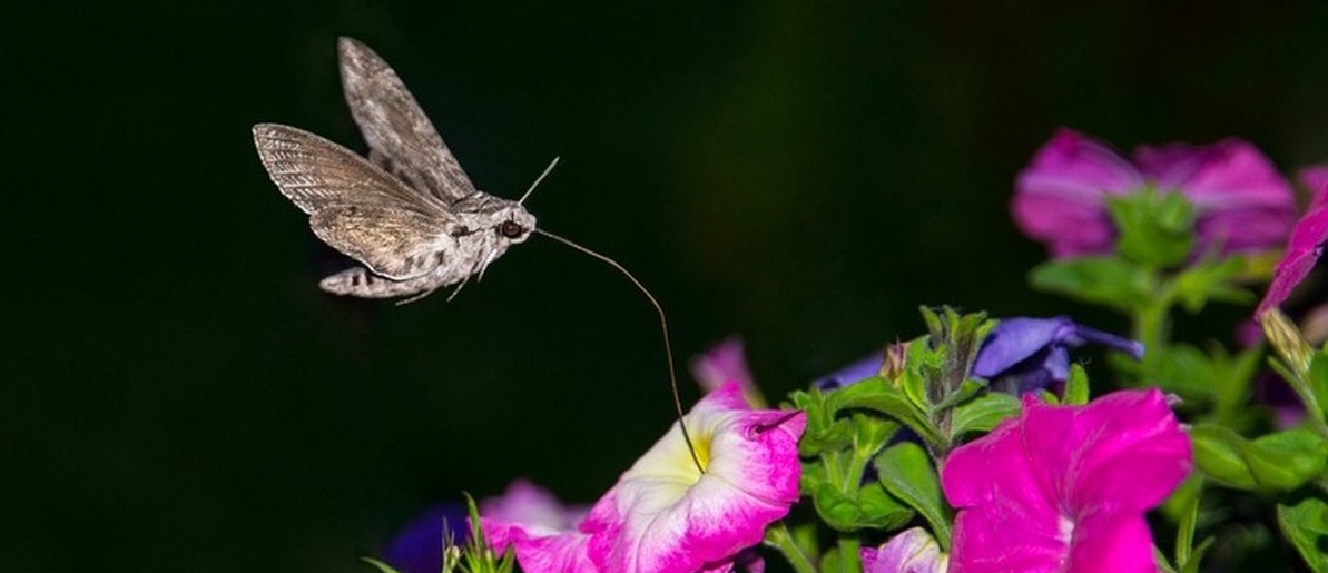A privet hawk moth drinking a flower's nectar.