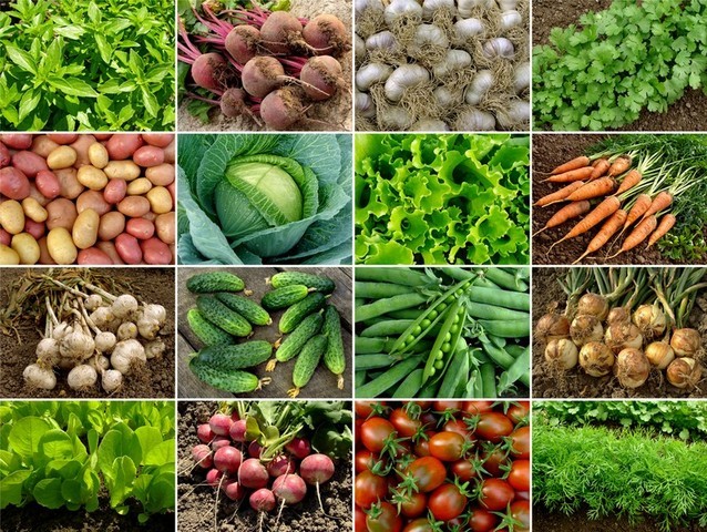 Edible garden plants.