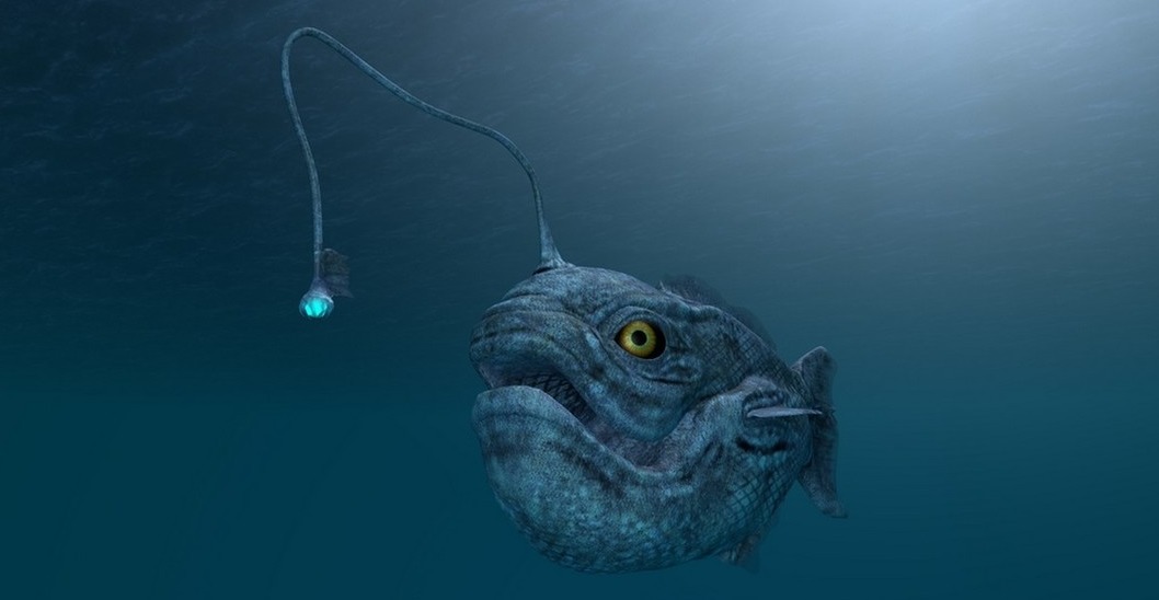 An anglerfish.