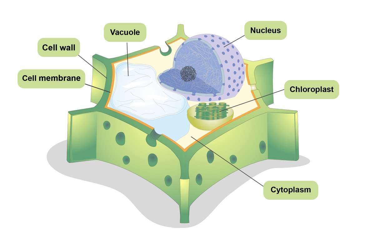The structure of a plant cell.