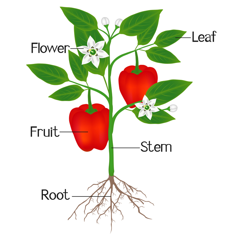The structure of a plant.