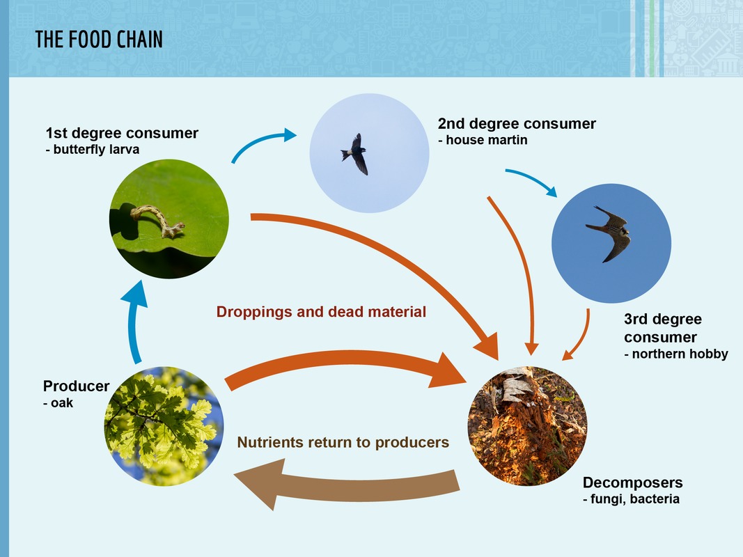 Energy flows through the food chain from the producer to consumers, and finally to decomposers.