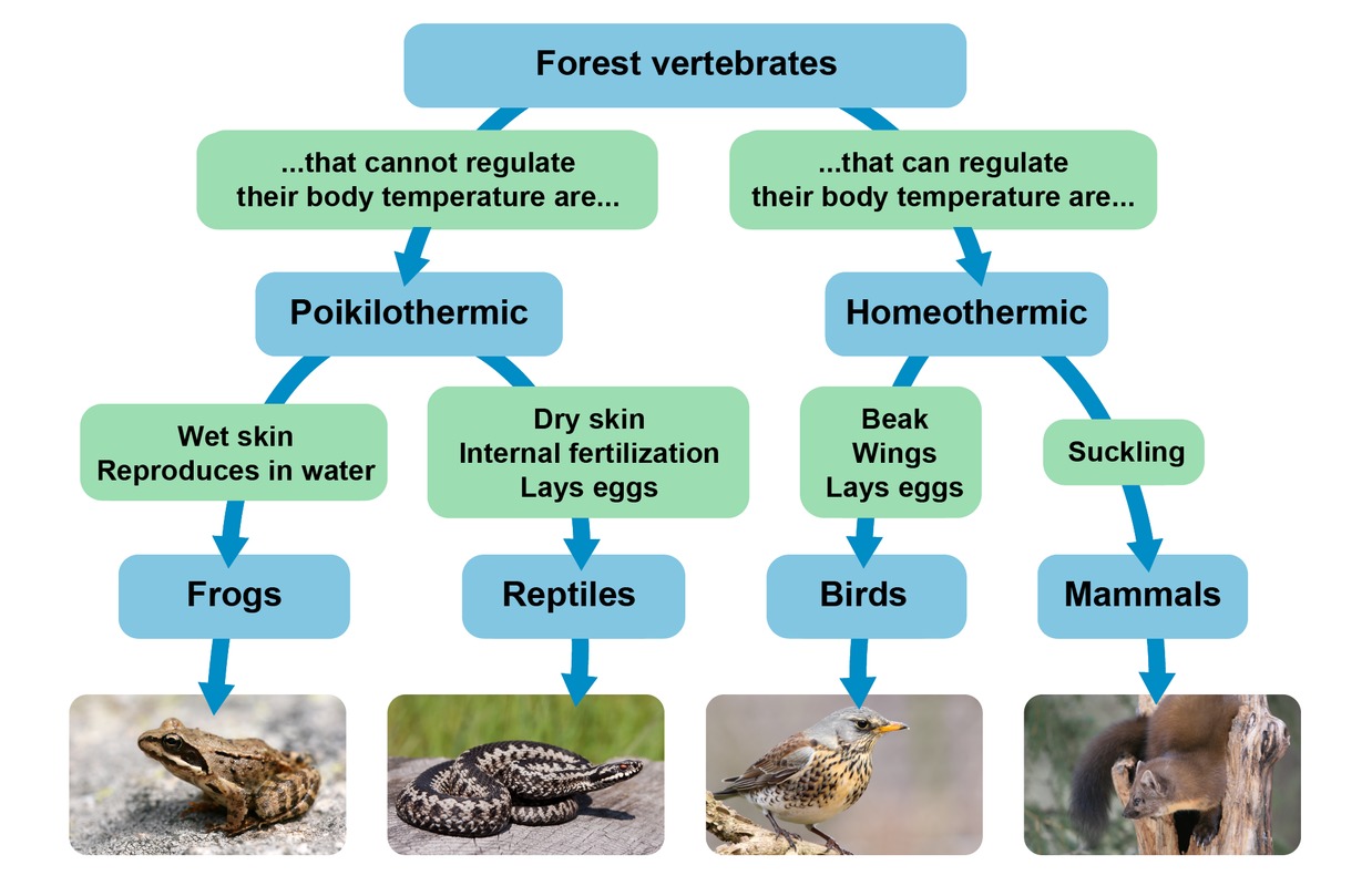 forest-vertebrates.png