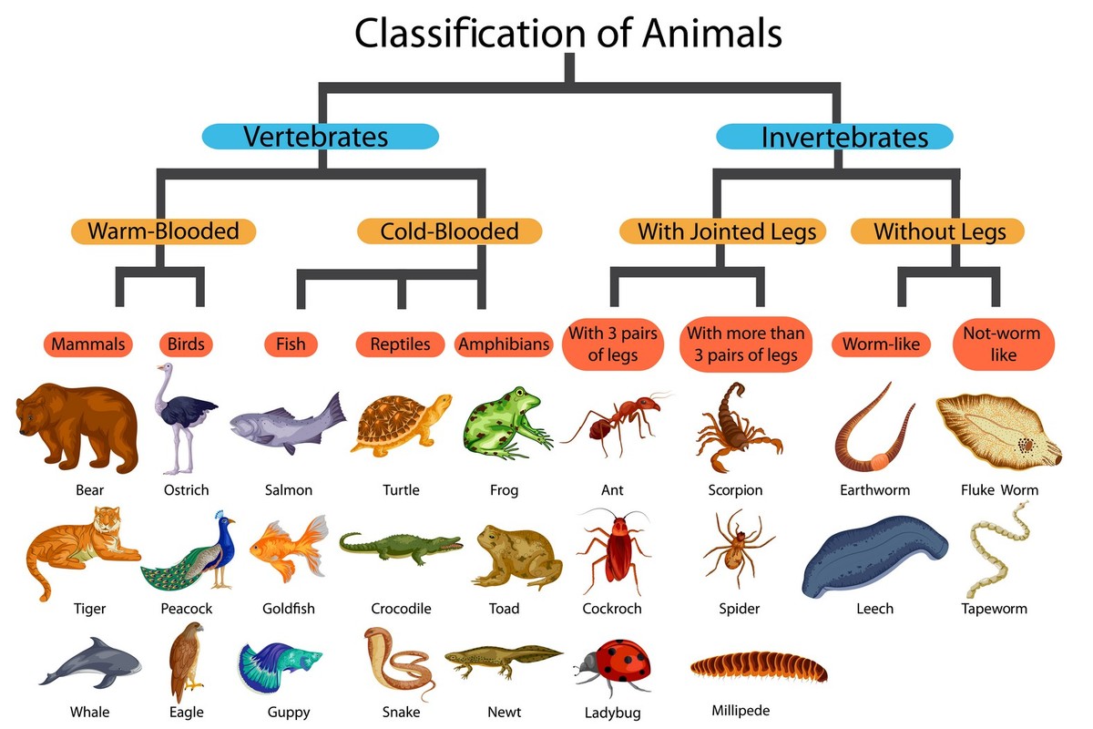 The classification of animals.