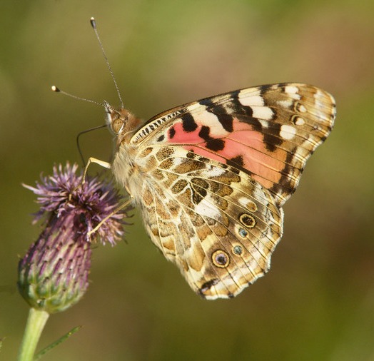 The painted lady butterfly sucks nectar from a flower.