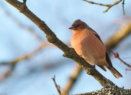 A male chaffinch (Fringilla coelebs).