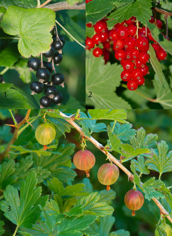 Some of the most common berry bushes: 1. blackcurrant, 2. redcurrant, 3. gooseberry.
