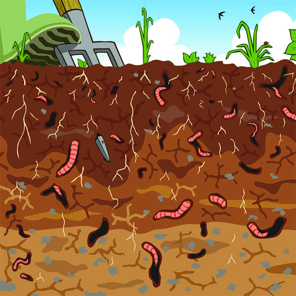 Earthworms soften the garden soil.
