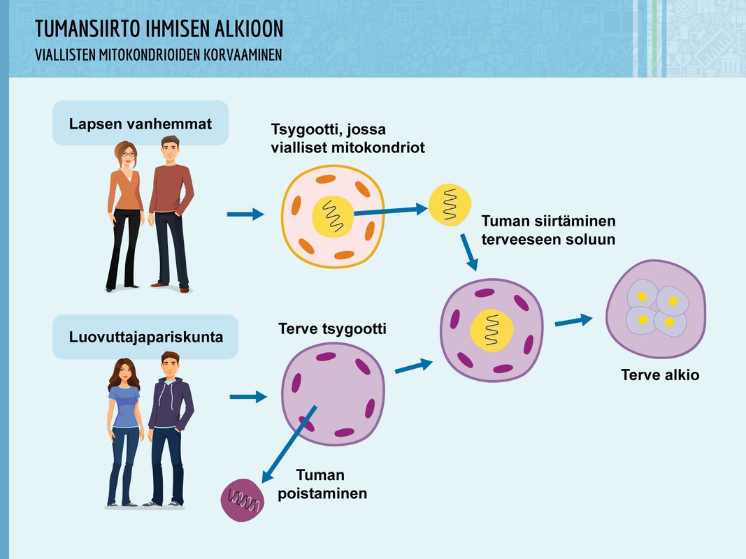 tumansiirto-ihmisen-alkioon-slide.png