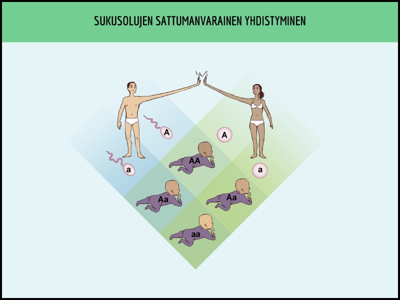 Sukusolujen sattumanvarainen yhdistyminen. Jos siittiöitä ja munasoluja on kahdenlaisia, voi syntyä neljänlaisia jälkeläisiä. Jos tarkastellaan vain yhtä geeniä, jälkeläisiä voi tämän geenin osalta syntyä kolmenlaisia: AA, Aa ja aa. Geenejä on kuitenkin kymmeniätuhansia ja sukusoluja paljon: kahta samanlaista lasta ei voi syntyä identtisiä kaksosia lukuunottamatta.