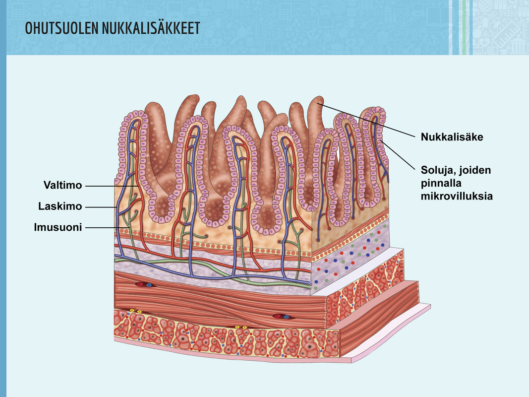 6 Ruuansulatus