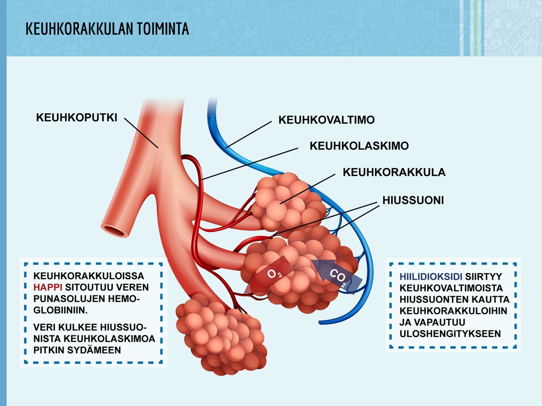 Keuhkorakkula