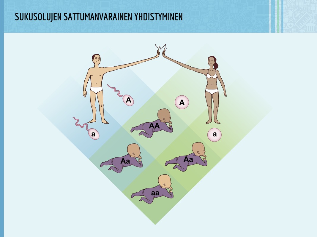 Sukusolujen sattumanvarainen yhdistyminen. Jos siittiöitä ja munasoluja on kahdenlaisia, voi syntyä neljänlaisia jälkeläisiä. Jos tarkastellaan vain yhtä geeniä, jälkeläisiä voi tämän geenin osalta syntyä kolmenlaisia: AA, Aa ja aa. Geenejä on kuitenkin kymmeniätuhansia ja sukusoluja paljon: kahta samanlaista lasta ei voi syntyä identtisiä kaksosia lukuunottamatta.