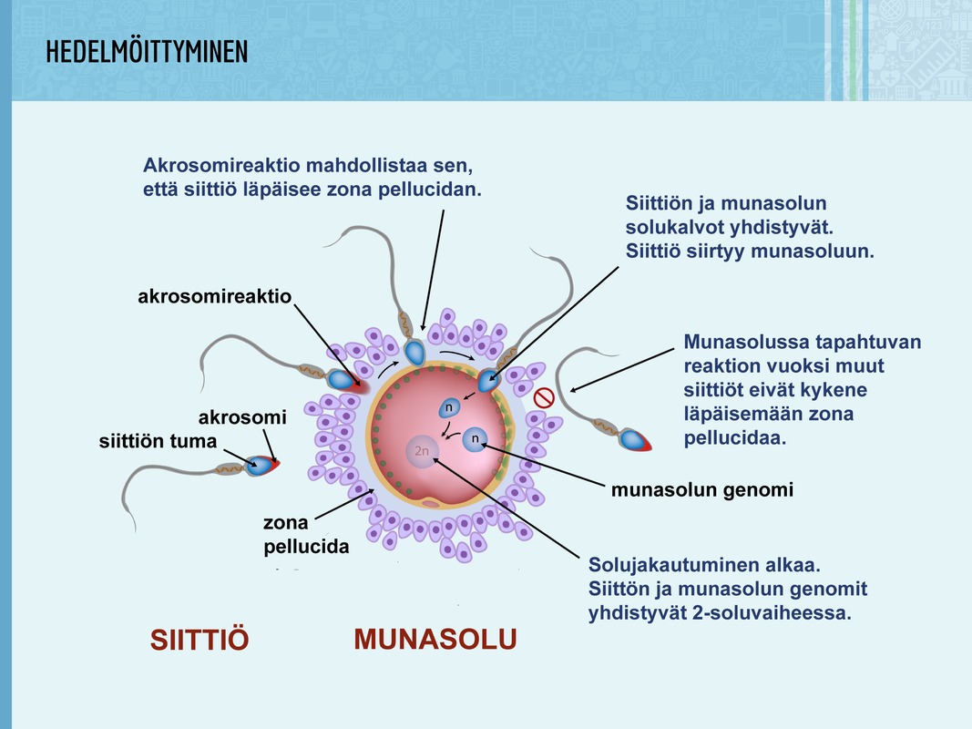 Hedelmöityminen. Siittiön pää tunkeutuu munasolun sisälle. Akrosomi on siittiön kärkikappale, jonka avulla siittiö pääsee tunkeutumaan munasolua suojaavan kalvon (zona pellucida) läpi. Kun siittiö on päässyt munasoluun, munasolun kalvo muuttuu siten, että muut siittiöt eivät enää pääse munasoluun.