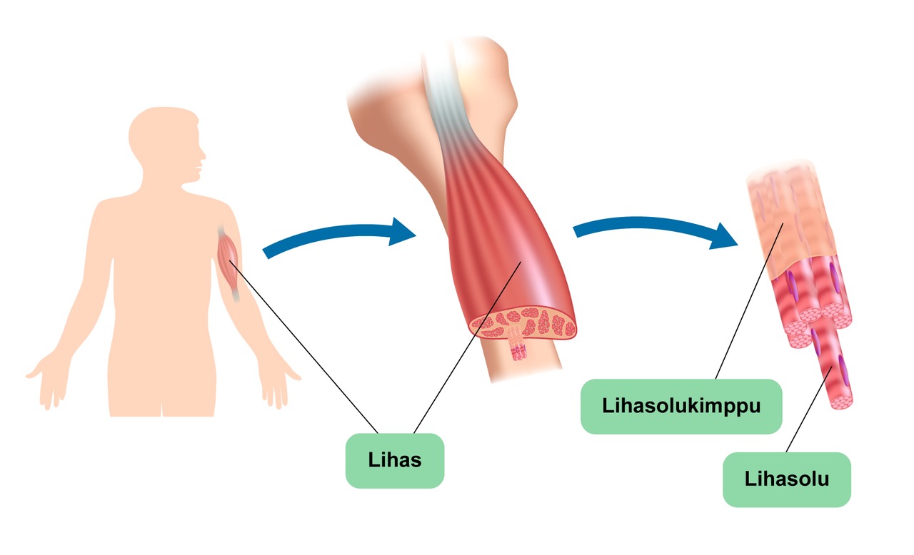 Poikkijuovainen lihas muodostuu lihaskimpuista, joissa on pitkiä lihassoluja vierekkäin.