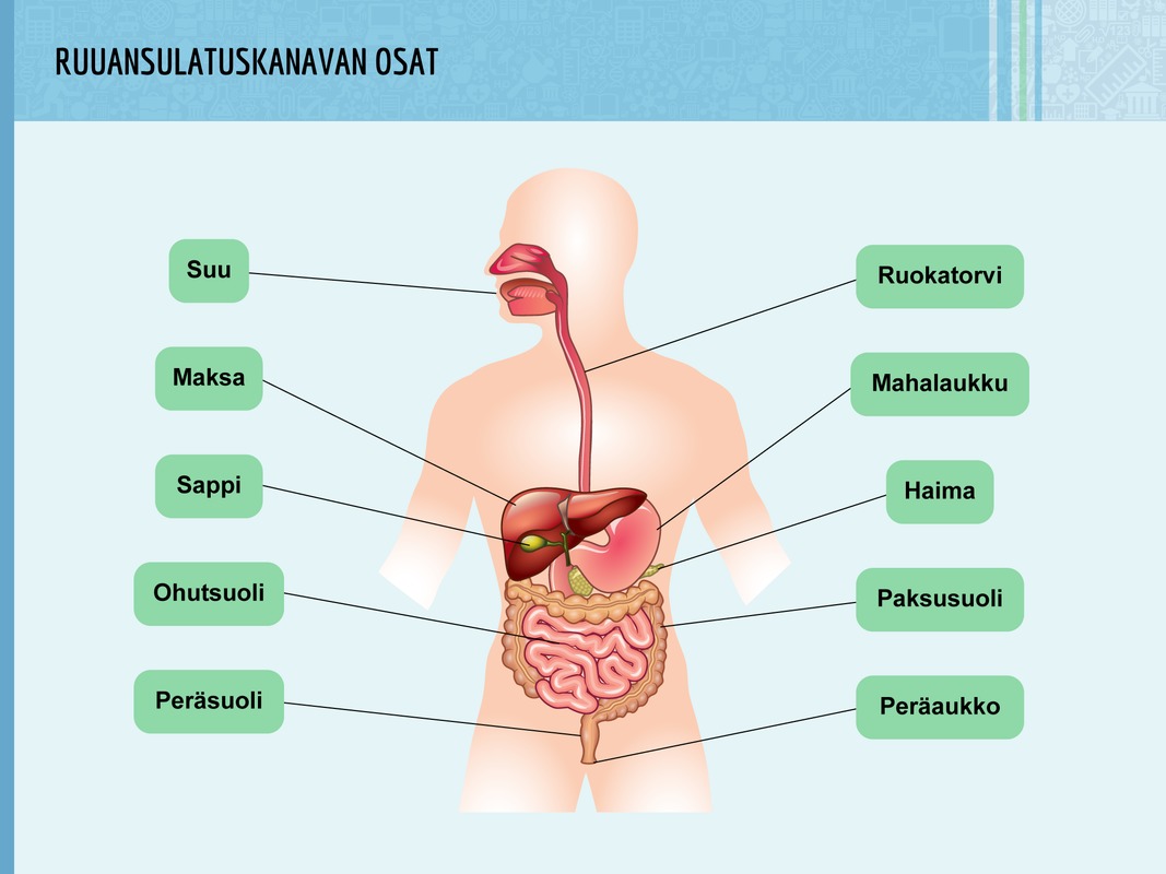Ruuansulatuskanavan osat ja erityselimet