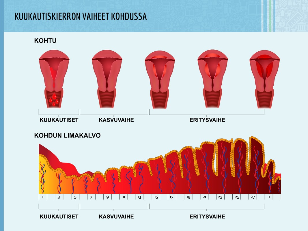 Kuukautiskierron vaiheet.