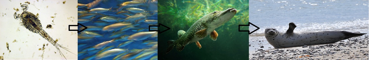 Itämeren ravintoketjun kuluttajia. Eläinplankton (kuvassa hankajalkainen) syö kasviplanktonia. Silakat syövät eläinplanktonia, isot kalat silakoita. Hylkeet ovat neljännen asteen kuluttajia.