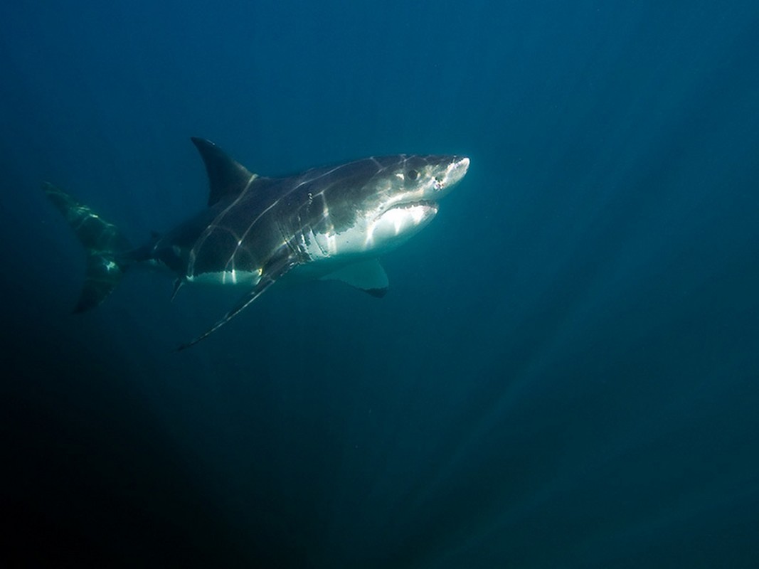 The development of jaws rendered effective predation possible. The skeletons of cartilagenous fish, such as sharks, consist of cartilage. The picture shows a great white shark.