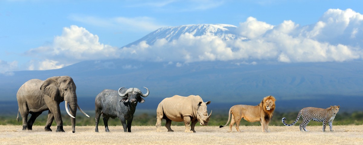 The great mammal species of African savannahs, such as the elephant, the African buffalo, the rhinoceros, the lion and the cheetah, are among the most well-known mammals in the world.