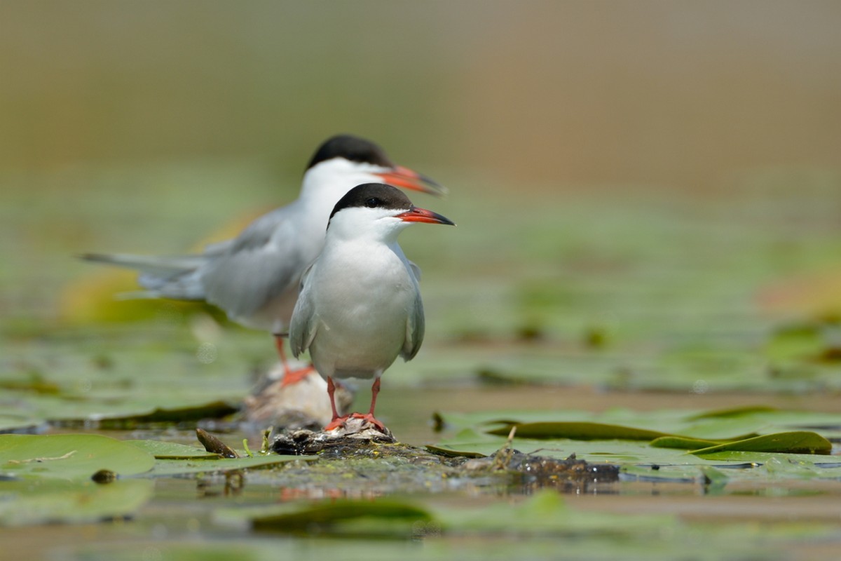 Terns eat fish. Both terns and fish are consumers.