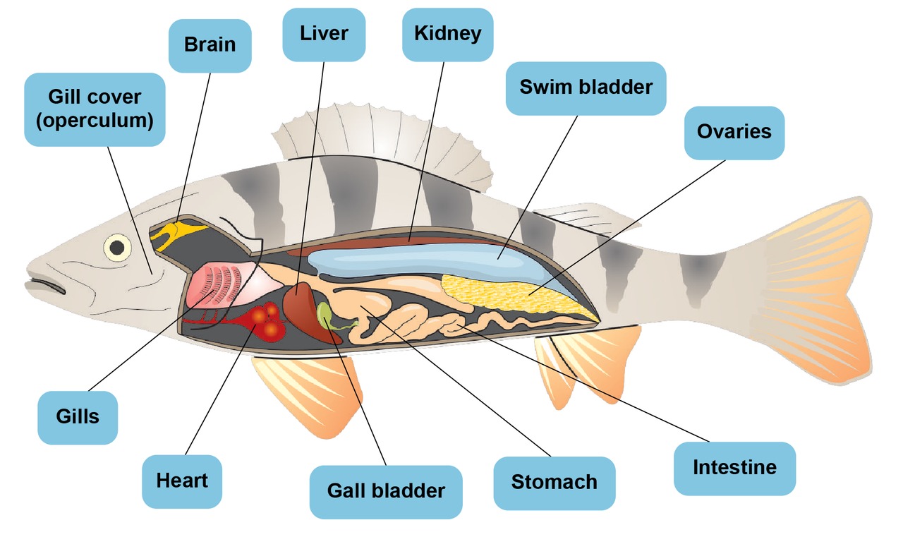 The internal structure of a fish