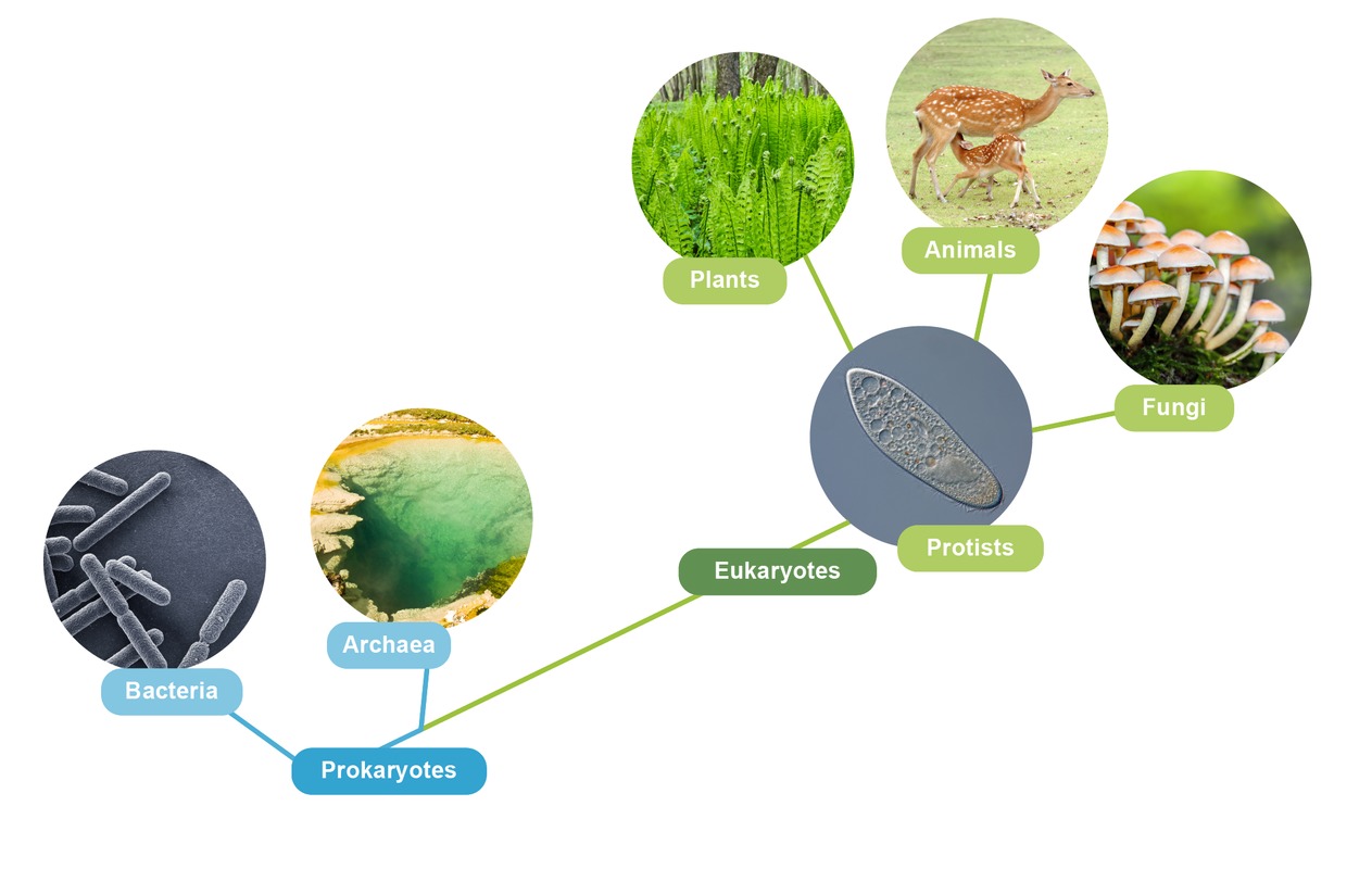 The traditional classification of living organisms.