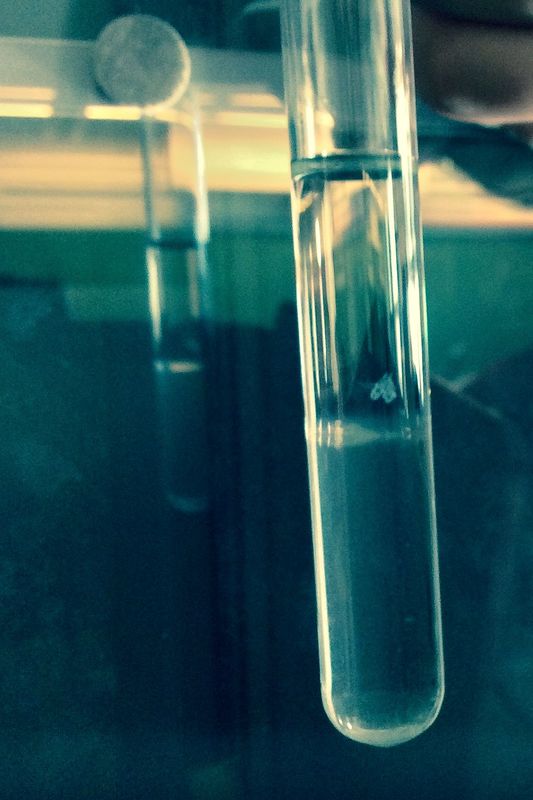 DNA can be studied even in the school laboratory!