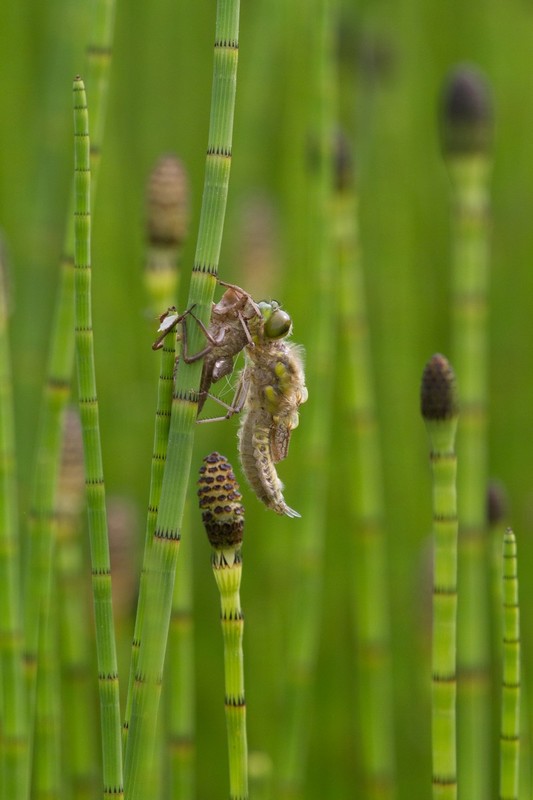 During the early stages of hatching, the dragonfly larva climbs the stem of an aquatic plant to arrive above the water's surface. Finally, its the larval skin hatches and an adult individual climbs out.