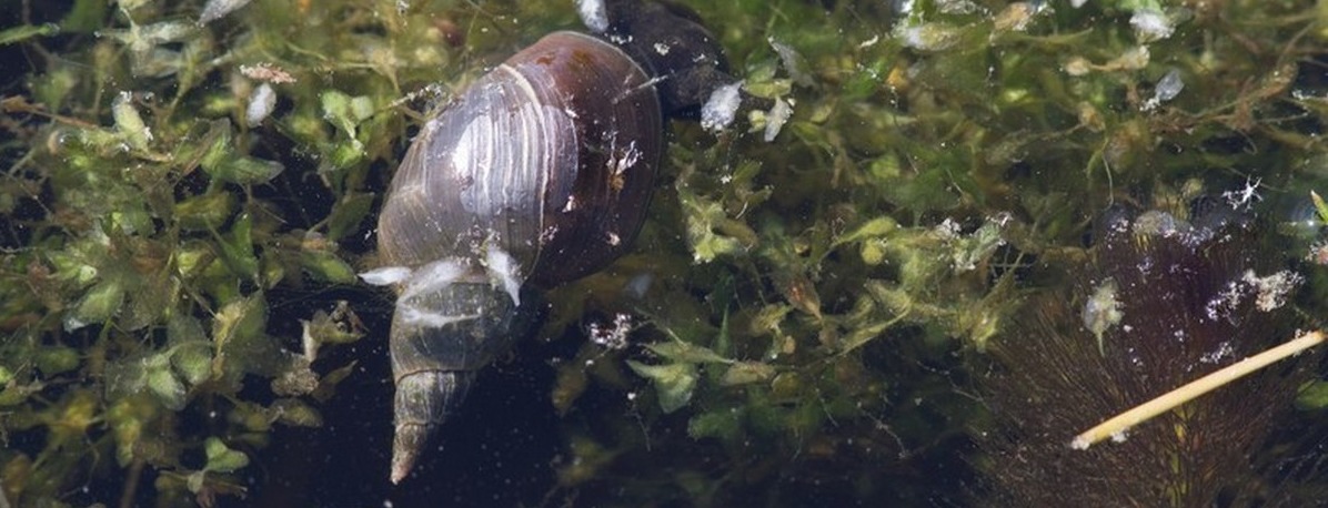The liver fluke snail is an invertebratic mollusc.