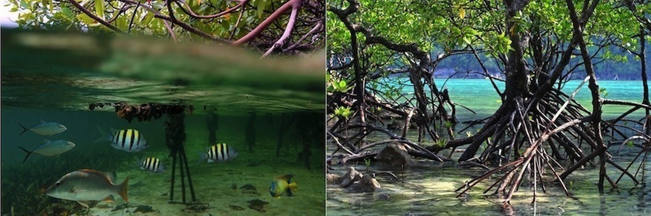Rannikkojen mangrovemetsät kuuluvat uhanalaisiin kosteikkoihin. Ne tarjoavat kutu- ja kasvupaikkoja monille kalalajeille.