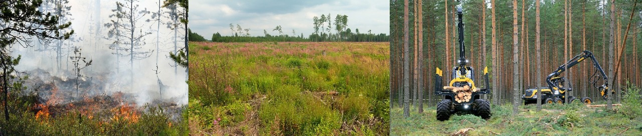 The development from a fire clearing into a coniferous forest takes between 80 and 200 years, depending on the location.