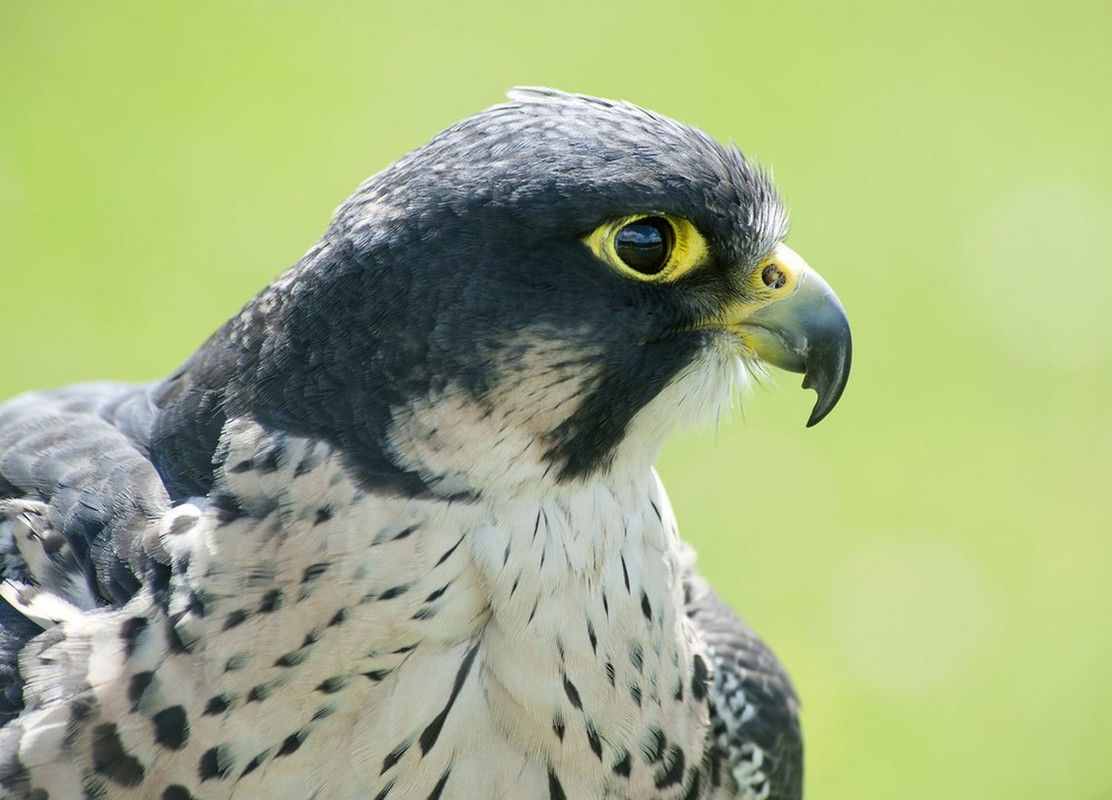 The peregrine falcon is a predator that eats other birds. Its populations decreased rapidly because of environmental pollution during the 20th century. During the past few decades, the peregrine falcon populations have recovered.