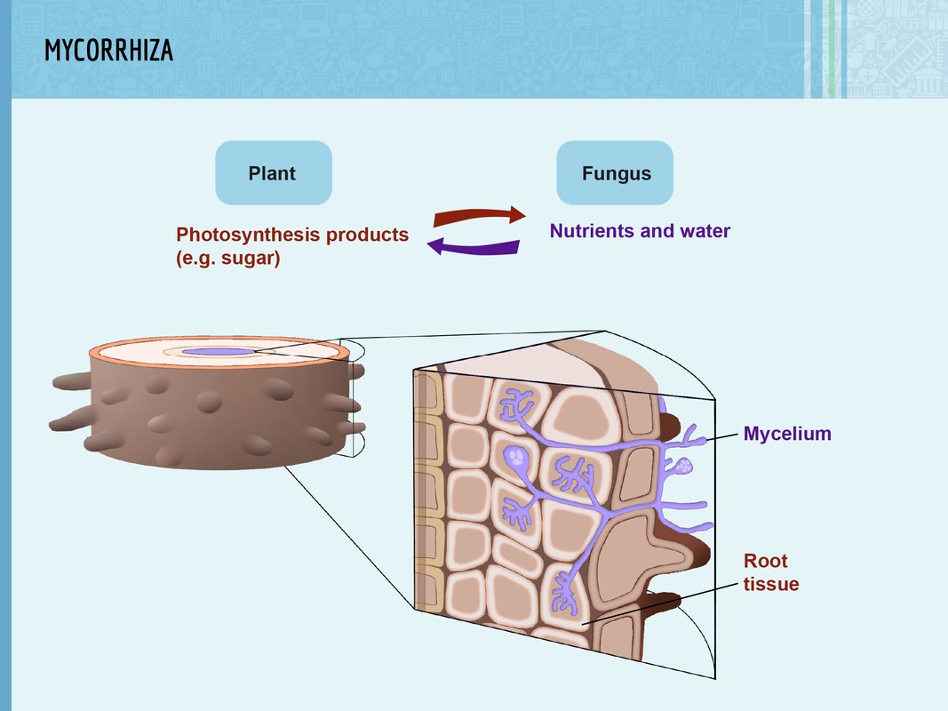 The mycorrhiza transports photosynthesis products, nutrients and water between a fungus and the roots of a plant.