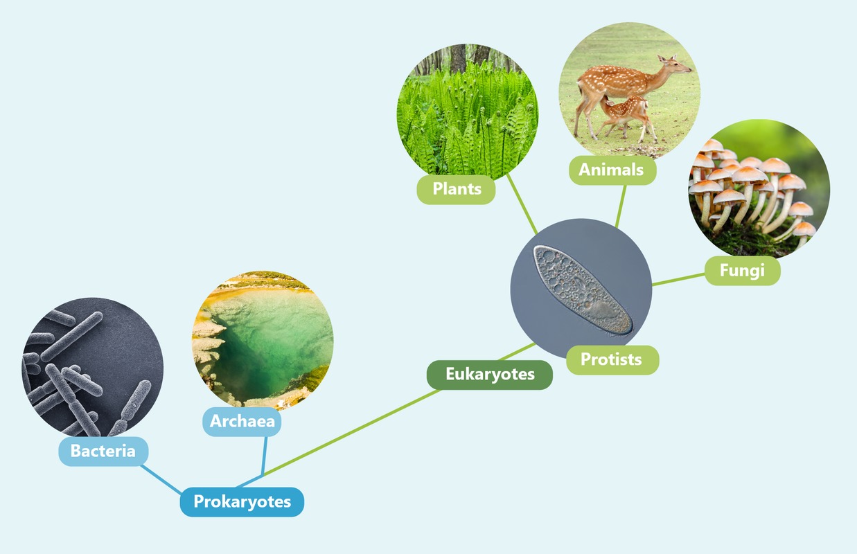 The traditional kingdom classification of living organisms. Like plants, animals, and protists, fungi are eukaryotic, meaning that their cells have nuclei and specialized organelles.