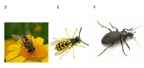 hyont_D_F.png