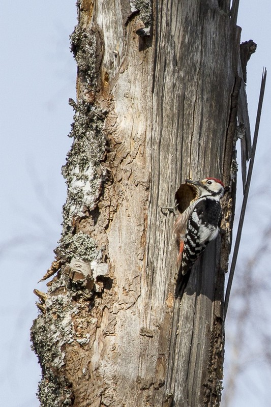 The white-backed woodpecker is easily identifiable. Its recovery from an critically endangered species to an endangered species has brought hope for the conservationist community.