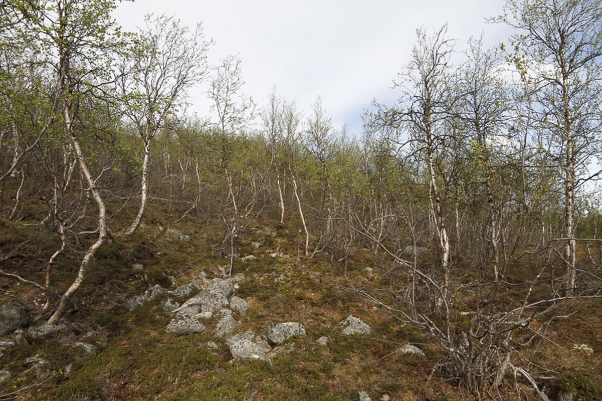 A forest of mountain birch.