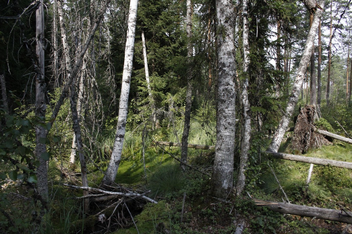 Spruce bog.