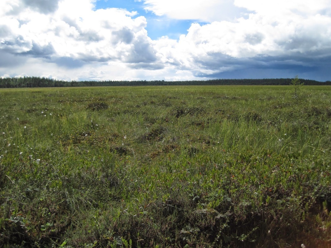 Open bog.