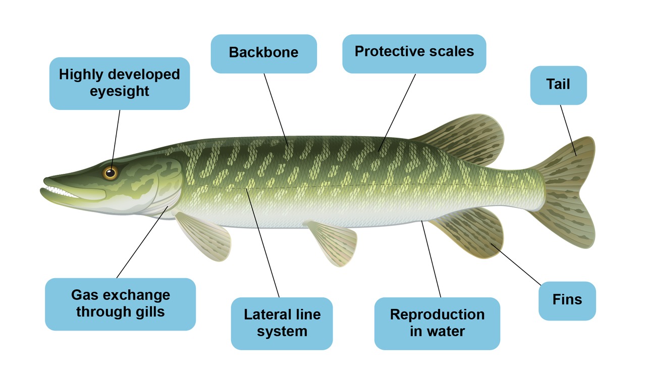Fish adaptations