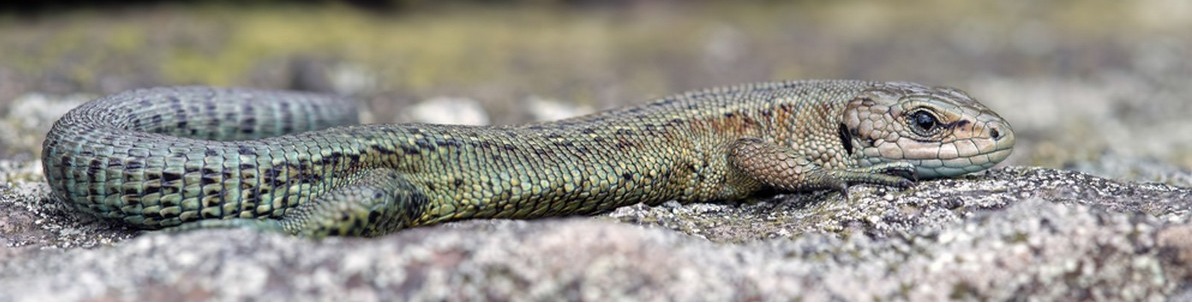 Reptiles are poikilothermic. The picture shows a lizard lounging on a warm rock.