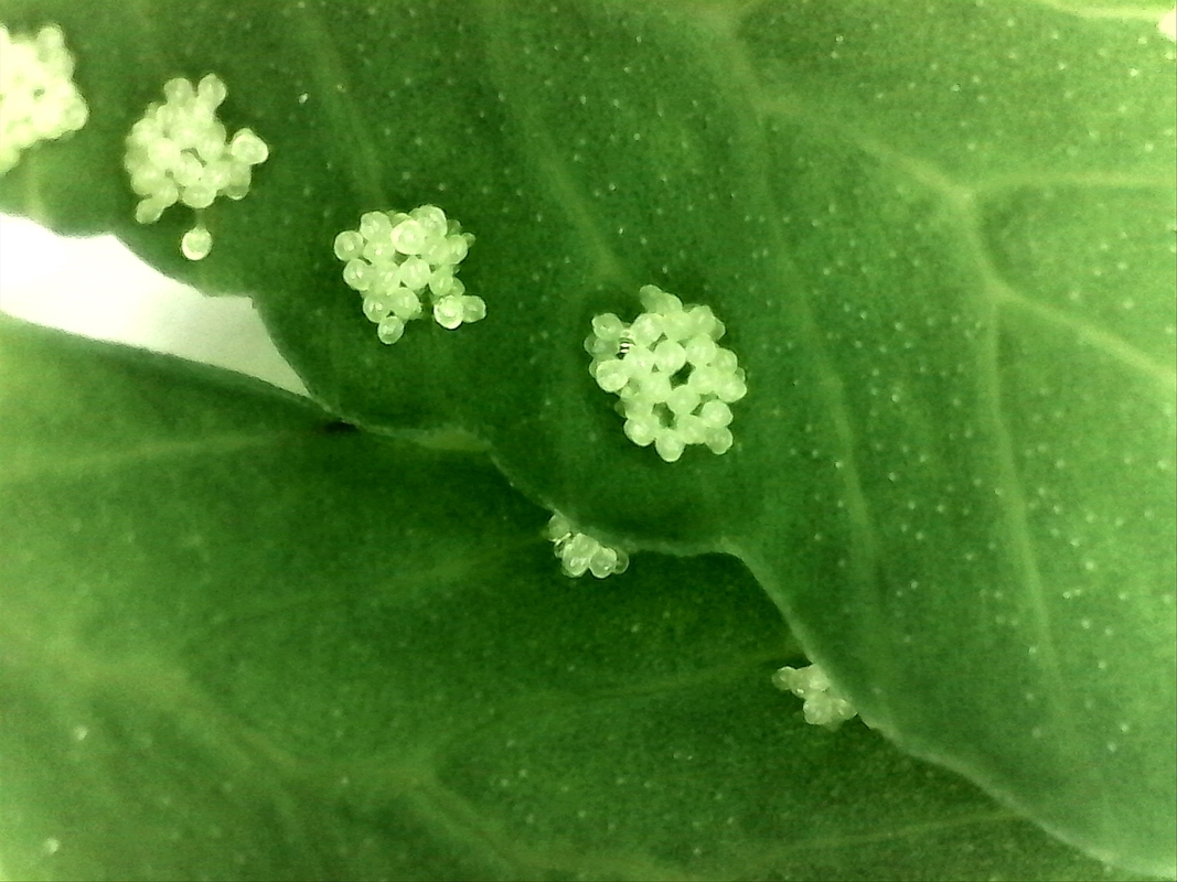 A preparation microscope is often used to view the surfaces of objects. The picture shows the developing sporangia of a fern.
