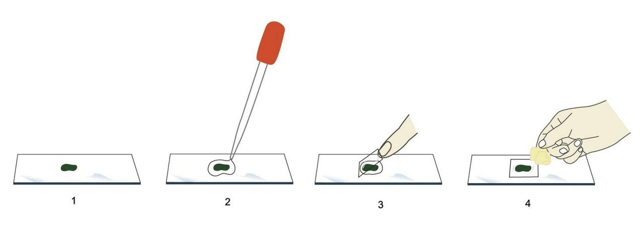 Illustration of steps of prepare microscope slide.