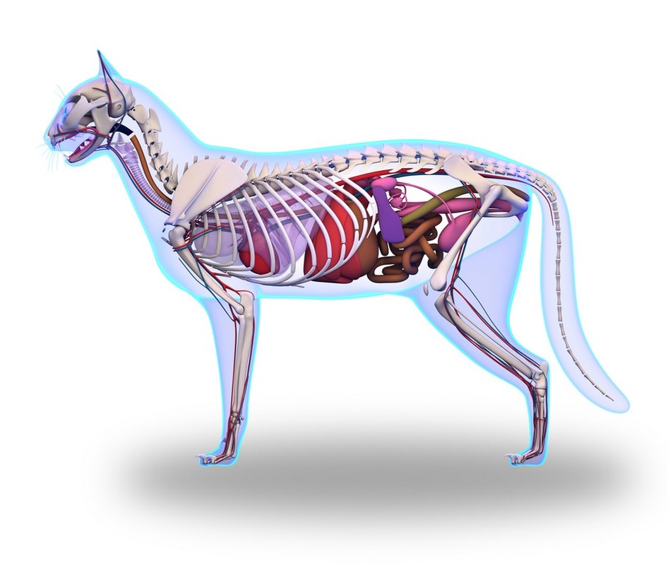 Mammals have highly developed brains, senses, circulation, and respiratory system. The picture shows the structure of a cat.