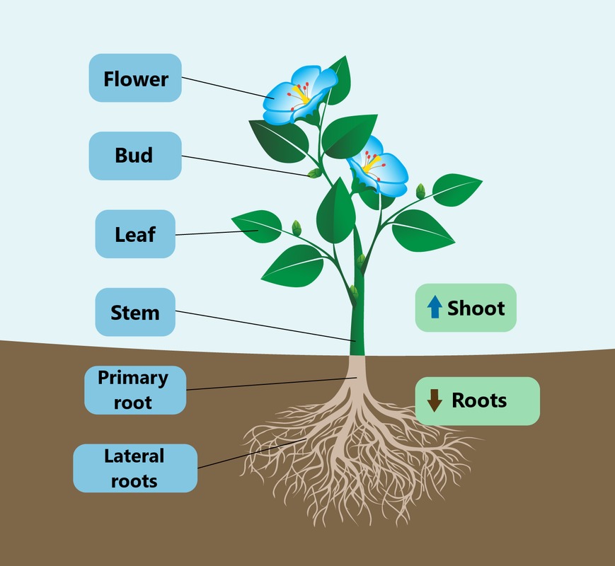 Parts of a flowering plant.