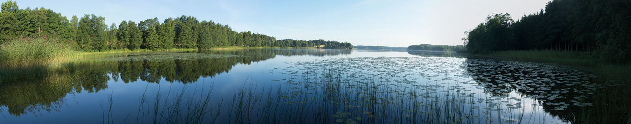 Can you distinguish the different vegetation zones of the lake in the picture?