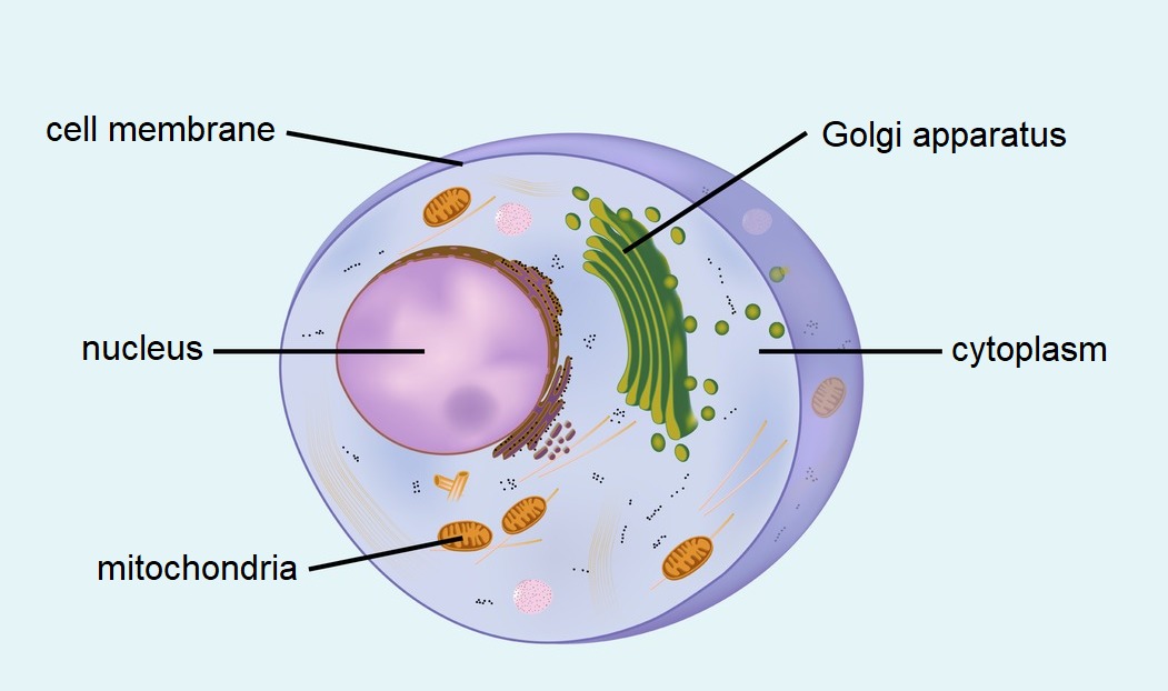 Animal cell.