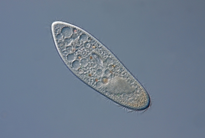 The paramecium is an unicellular organism found in water ecosystems.