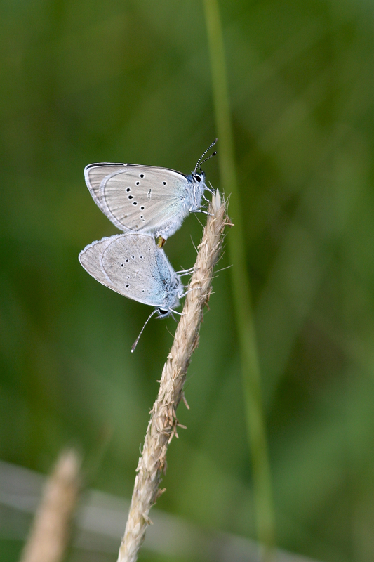 Mazarine blue butterflies.